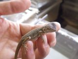 ■フトアゴヒゲトカゲ　ハイポゼロ
