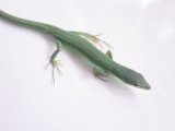 ■アオカナヘビ　アダルト　♂1♀2　トリオ　　●鹿児島県　南部産