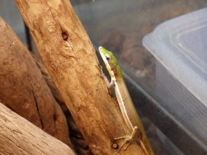 画像5: ■アオカナヘビ　アダルト　♂1♀2　トリオ　　●鹿児島県　南部産