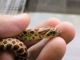 ■セイブシシバナヘビ het アルビノ　　●国産CB　体長約25.0cm