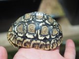 ■ヒョウモンリクガメ　　　No.6　　　　●甲長 約80.0mm