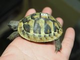 ■ヒガシヘルマンリクガメ baby　　　　●No.8　　約66.0mm