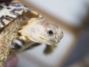 画像5: ■ナミビアヒョウモンリクガメ　　　　　●約97.0mm　No.8