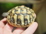 ■ヒガシヘルマンリクガメ baby　　　　●No.19　　約62.0mm
