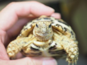 画像7: ■ナミビアヒョウモンリクガメ　　　　　●約97.0mm　No.8