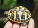 ■ヒガシヘルマンリクガメ baby　　　　●No.15　　約65.0mm