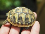 ■ヒガシヘルマンリクガメ baby　　　　●No.13　　約57.0mm