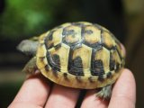■ヒガシヘルマンリクガメ baby　　　　●No.12　　約62.0mm
