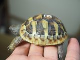 ■ヒガシヘルマンリクガメ baby　　　　●No.3　　約61.0mm