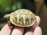 ■ヒガシヘルマンリクガメ baby　　　　●No.7　　約51.0mm