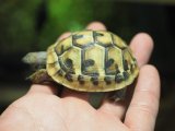 ■ヒガシヘルマンリクガメ baby　　　　●No.11　　約59.0mm