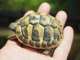 ■ヒガシヘルマンリクガメ baby　　　　●No.18　　約63.0mm