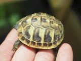 ■ヒガシヘルマンリクガメ baby　　　　●No.5　　約46.0mm