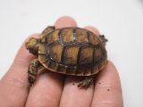 ■チュニジアギリシャリクガメ　No.2　　■CB  性別 不明  約40.0mm