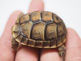 ■モロッコギリシャリクガメ　　 No.2 ■CB  性別 不明  約43.0mm