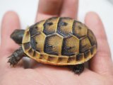 ■旧 アナムールギリシャリクガメ　　 No.2 ■CB  性別 不明  約50.0mm