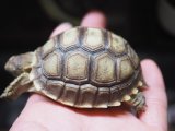 ■ケヅメリクガメ　　　No.3　　　　●甲長 約62.0mm