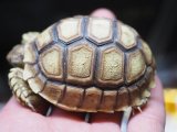 ■ケヅメリクガメ　　　No.5　　　　●甲長 約64.0mm