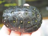 ■キボシイシガメ　No.2　　　　　　●甲長 約75.0mm