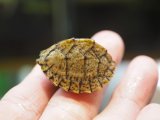 ■カブトニオイガメ　No.2　　　　　●baby　甲長 約32.0mm