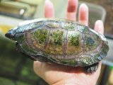■クロハコヨコクビガメ　No.2　　　●メス　甲長約140.0mm