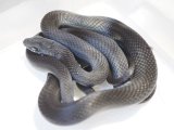 ■カラスヘビ  鹿児島産　フルブラック　　 　　■WC　No.1　体長 約75cm