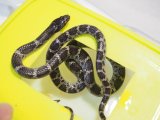 ■サキシママダラ WC  与那国産　　　 ■No.5　体長 約75cm　メス