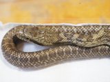 ■アオダイショウ CB  奈良県産　　　 ■No.3　体長 約45〜50cm