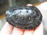 ■キボシイシガメ　No.1　　　　　　●甲長 約69.0mm