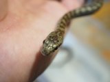 ■アオダイショウ CB  奈良県産　　　 ■No.1　体長 約45〜50cm