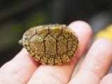 ■カブトニオイガメ　No.1　　　　　●baby　甲長 約32.0mm