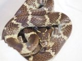 ■サキシママダラ WC  西表島産　　　 ■No.1　体長 約75cm