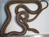 ■シマヘビ　WC  大阪産　　　　 　　■No.2　体長 約150cm