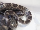 ■サキシママダラ WC  与那国産　　　 ■No.4　体長 約75cm　メス