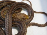■シマヘビ  鹿児島産　色変個体　　　 　　■WC　No.2　体長 約75cm
