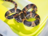 ■アカマタ　　奄美大島産　　　　　●No.1　体長 約75cm 