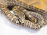 ■アオダイショウ CB  奈良県産　　　 ■No.6　体長 約45〜50cm