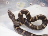 ■サキシママダラ WC  石垣島産　　　 ■No.2　体長 約85cm