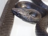 ■カラスヘビ  鹿児島産　フルブラック　　 　　■WC　No.2　体長 約130cm