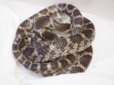 ■サキシママダラ WC  与那国産　　　 ■No.6　体長 約75cm