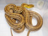 ■シマヘビ  鹿児島産　色変個体　　　 　　■WC　No.1　体長 約80cm