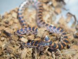 ■アカマダラ　WC　ペア