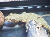 ■ヤクヤモリ　 ペア