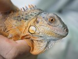 ■レッドイグアナ　No.2　　　　　　●体長 約63.0cm　※管理色　黄