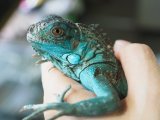 ■ブルーイグアナ　No.1　　　　　　●体長 約55.0cm　※管理色　白