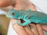 ■ブルーイグアナ　No.2　　　　　　●体長 約48.0cm　※管理色　黄
