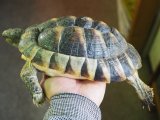 ■マルギナータリクガメ　　No.2　　　●性別　オス　　約198.0mm