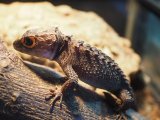 ■アカメカブトトカゲ　ペア