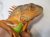 ■レッドイグアナ　No.1　　　　　　●体長 約65.0cm　※管理色　白