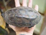 ■クサガメ　オス　甲長 約13.0cm